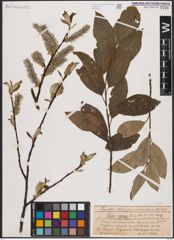 Foto von Salix caprea L.